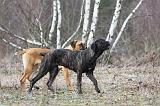 CANE CORSO 786